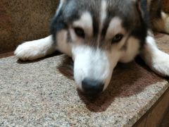 -more than meow吴止猫主题餐厅(承德 中船汇店)