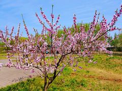 -石家庄市植物园