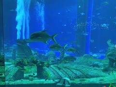 -亚特兰蒂斯•OSSIANO奥西亚诺海底餐厅