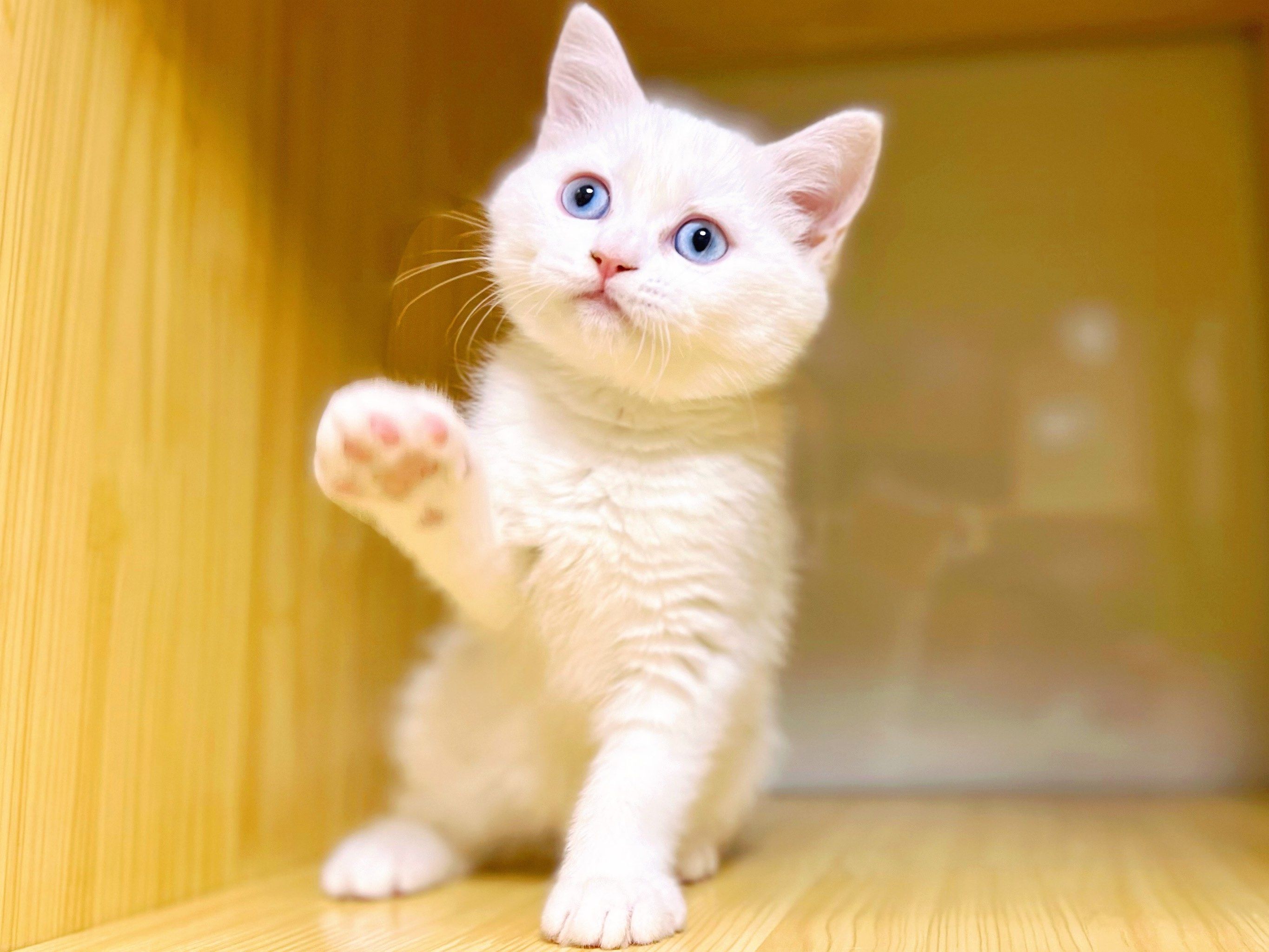 「takara·撸猫撸狗·萌宠乐园