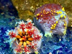 -海合安武汉极地海洋公园