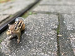 -五营红松林海景区