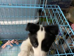 -翊宠yipet猫狗购宠庄园犬舍•猫舍