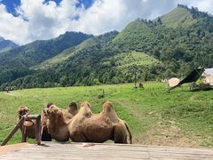 -硗碛藏寨·神木垒景区