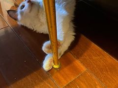 -lincat·猫舍(广州店)