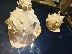 -青岛贝壳博物馆