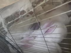 -温江公平红烧兔(总店)