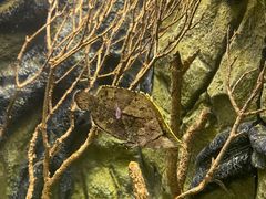 -上海海洋水族馆