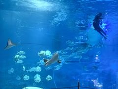 -烟台海昌鲸鲨海洋公园