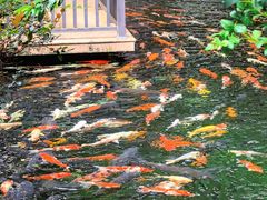 -新世纪大酒楼·30年南海菜