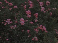 -映月湖中央公园