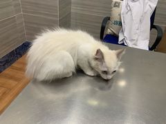 -瑞派名望志远动物医院·猫科·內科·异宠专科(直港大道店)