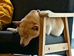 -南京Hallo宠物乐园·哈罗犬舍·柴犬繁育基地