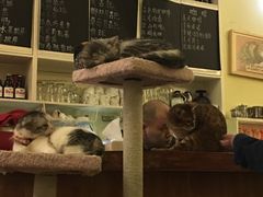 -猫色咖啡·猫咖