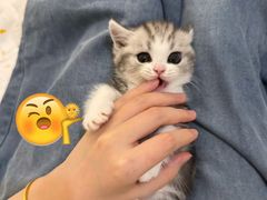 -欣宠猫屋·矮脚拿破仑·蓝金金渐层