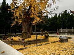 -苏州文庙(姑苏区)