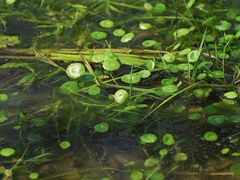 -西湖风景区-江洋畈生态公园