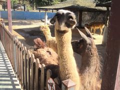 -泉州海丝野生动物世界