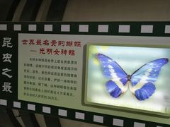 -上海昆虫博物馆