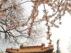 -桃花堤公园