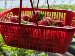 -甜心庄园·甜心草莓采摘园(西青中北店)