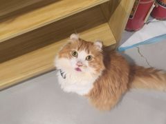 -豆逗聊愈猫阁Easy Life