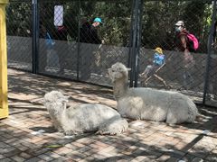 -长白岛森林公园