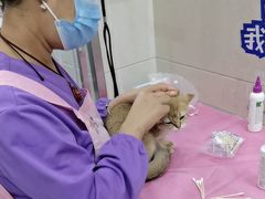 -北京观赏动物医院·24小时大型综合·猫专科·异宠专科