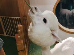 -藦茜花园宠物主题亲子互动体验馆(国顺东路店)