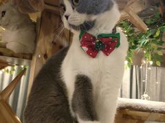 -共舞时光猫咖·狗咖(新街口店)