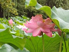 -陈家山荷花公园