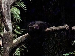 -夜间野生动物园