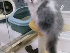 -糯米喵星人总部直营旗舰店·猫舍·幼猫出售