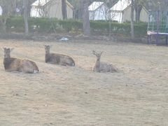 -不觉晓CAMPING(上海迪士尼营地店)