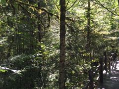 -五营红松林海景区