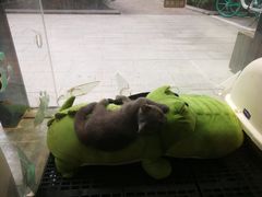 -爱宠屋pet shop·宠物洗澡·宠物美容