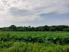-东湖落雁景区