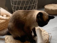 -猫儿山۰猫主题餐厅
