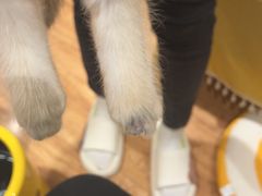 -唐小姐の猫狗洗护·购宠旗舰店(周浦万达店)
