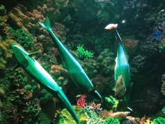 -海合安青岛极地海洋公园