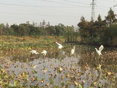 -上海长兴岛郊野公园