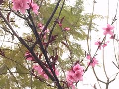 -重庆彩云湖湿地公园