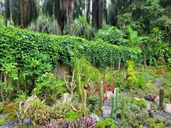 -中国科学院西双版纳热带植物园
