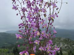 -长虫山生态公园风景林