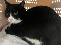 -纳吉亚猫专科动物诊疗中心(蒋宅口分院)