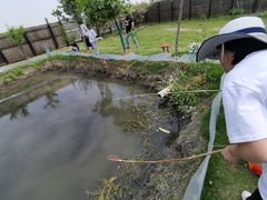 -南汇新场正宗水蜜桃采摘