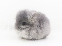 -龙猫仔乐园(惠福东路店)