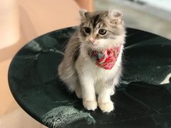-瞄一喵猫咖(格力海岸店)