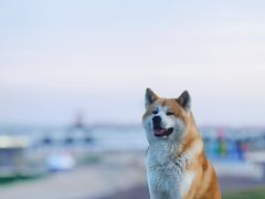 -秦皇岛阿尔卡迪亚滨海度假酒店