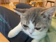 -猫咪派对(江南西店)